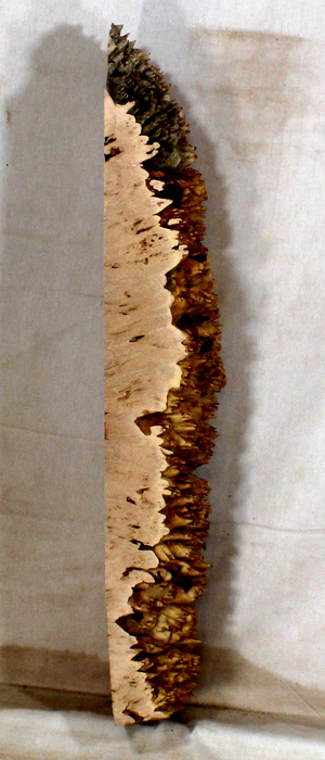 Maple Burl Accent Piece for Bow Riser (TD16)