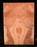 Maple Guitar Carve Top (FW19)