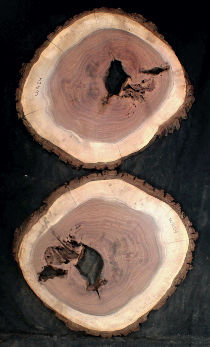Claro Walnut Slab for Resin Art or Small Tables (WA24)