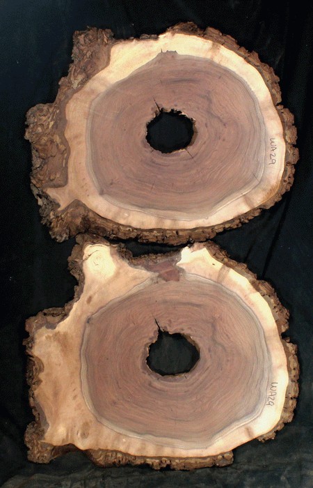 Claro Walnut Slab for Resin Art or Small Tables (WA29)